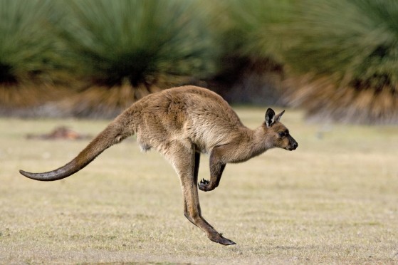 Comment expédier vos colis en Australie ?