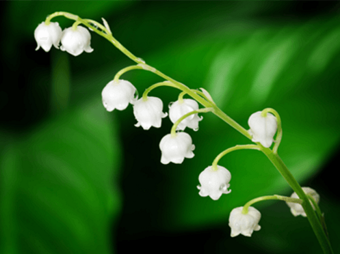 Livraison de muguet partout en France (vidéo)